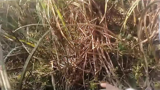 Neighbor sister-in-law doggy style nailed in sugarcane